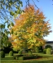 Herbstliche Buche vor der Terasse